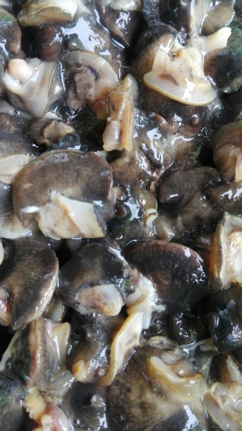 天然绿色褐云玛瑙黑蜗牛肉