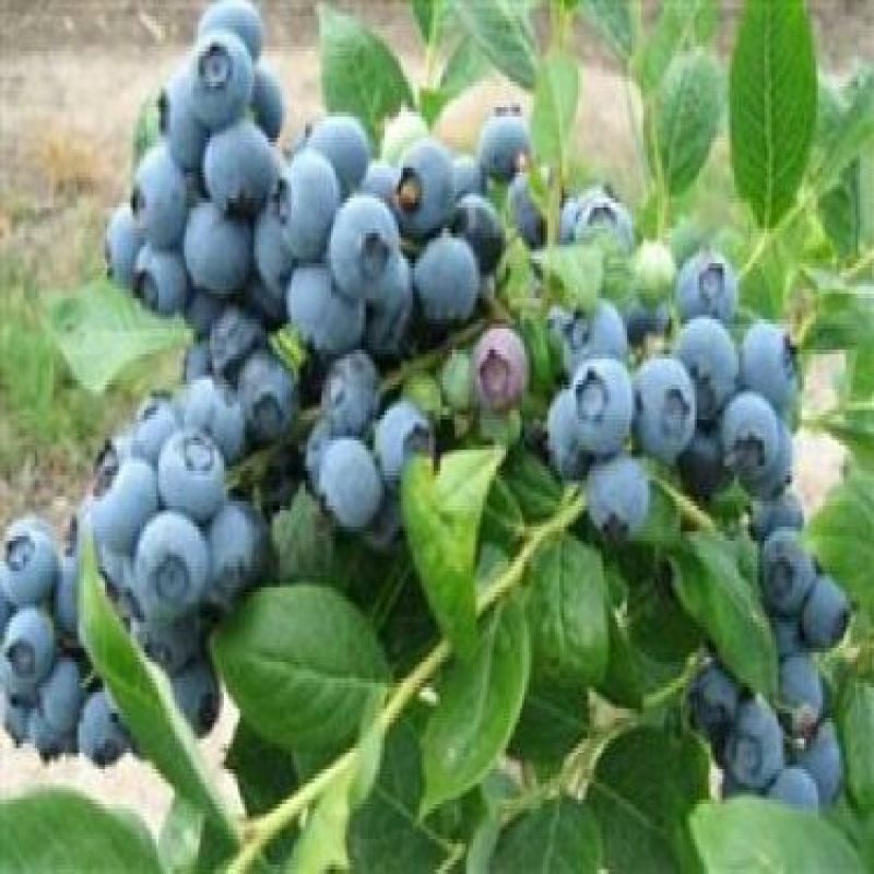 蓝莓鲜果10~12mm以上