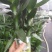 荷花40~50cm
