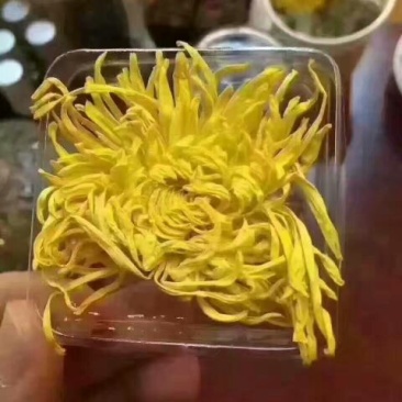 皇菊0.5米以下