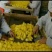 皇菊0.5米以下