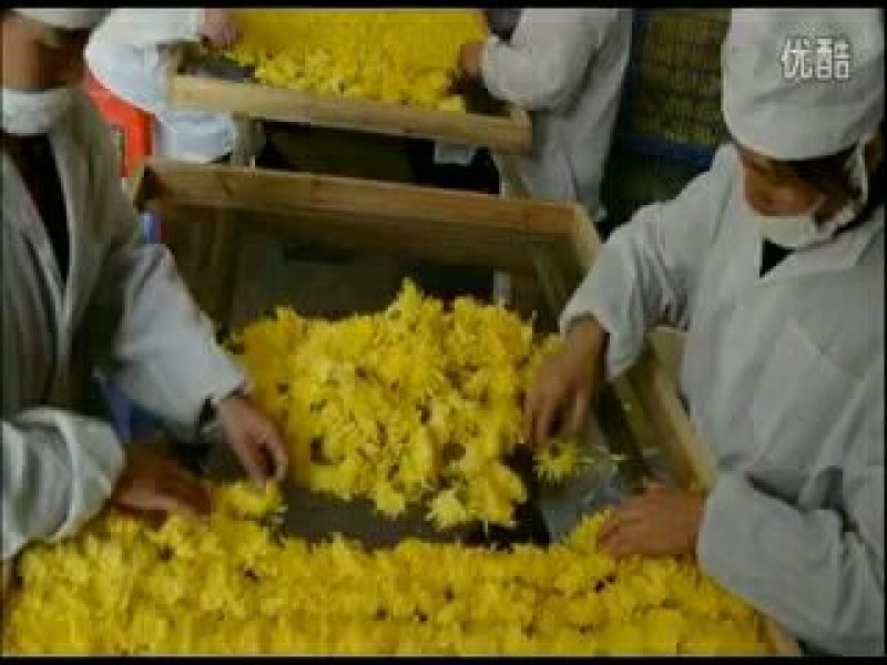 皇菊0.5米以下