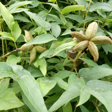 油牡丹苗10~20cm