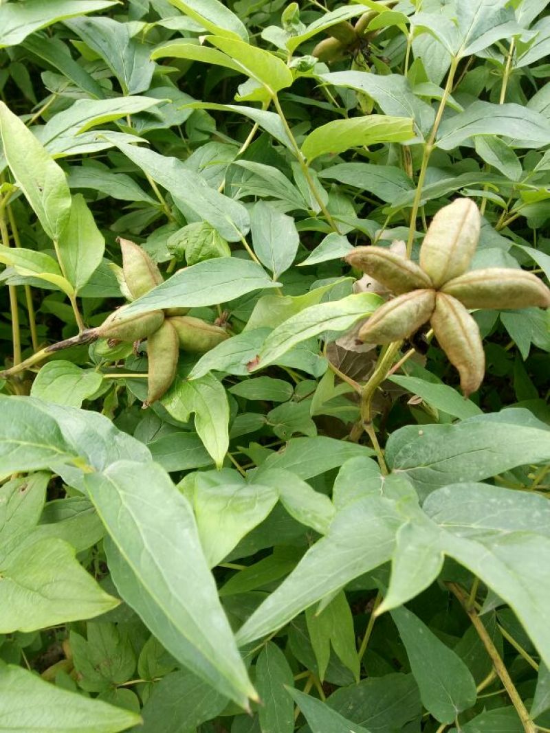 油牡丹苗10~20cm
