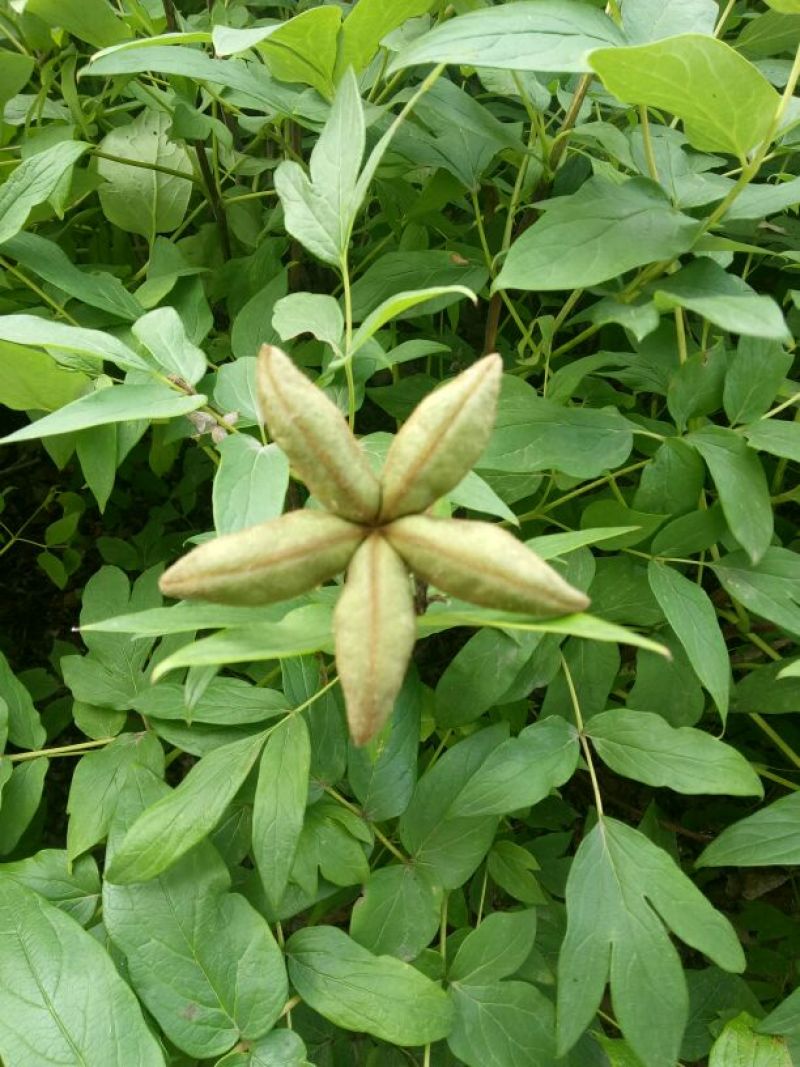 油牡丹苗10~20cm