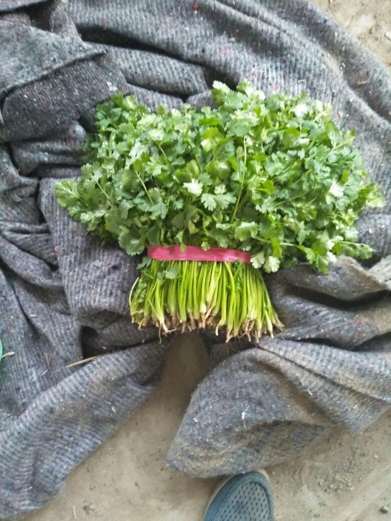 大叶香菜25~30，30一40厘米，中棵，粗棵。