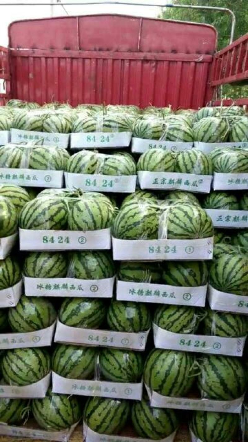 8424，美嘟西瓜6斤打底9成熟1茬