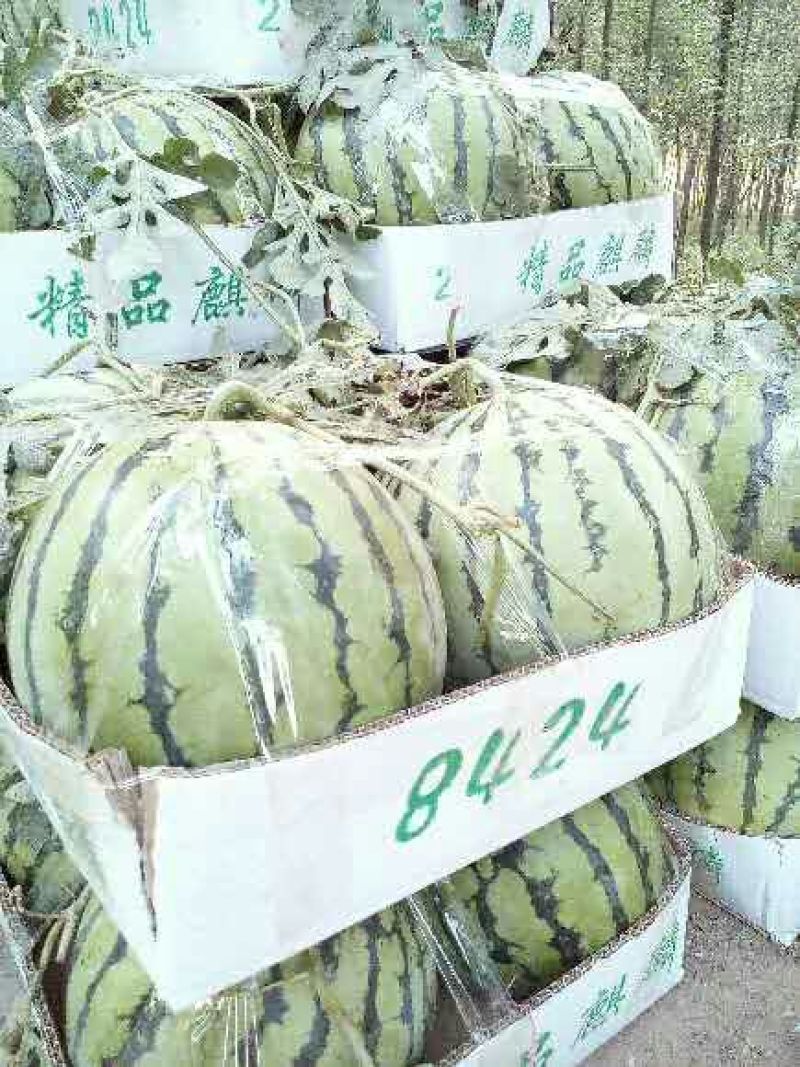 8424，美嘟西瓜6斤打底9成熟1茬