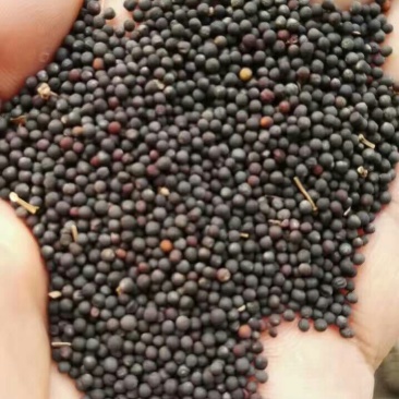 油菜籽1