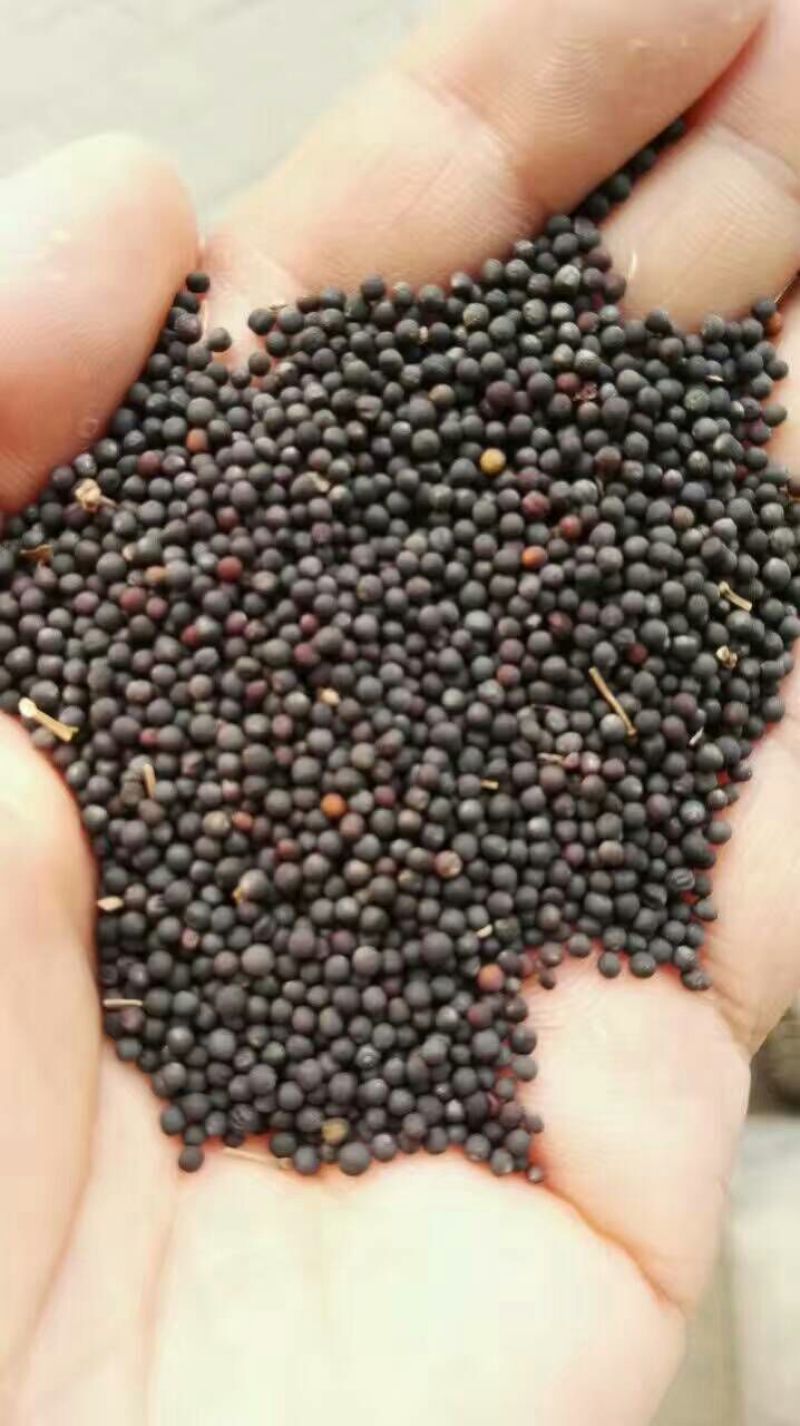 油菜籽1