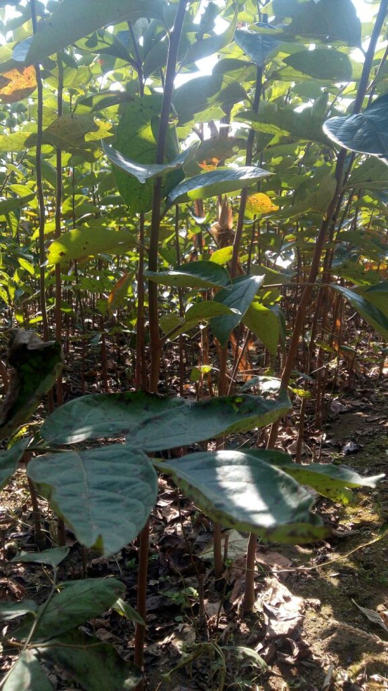 阳丰甜柿子树苗100~150cm包邮发货