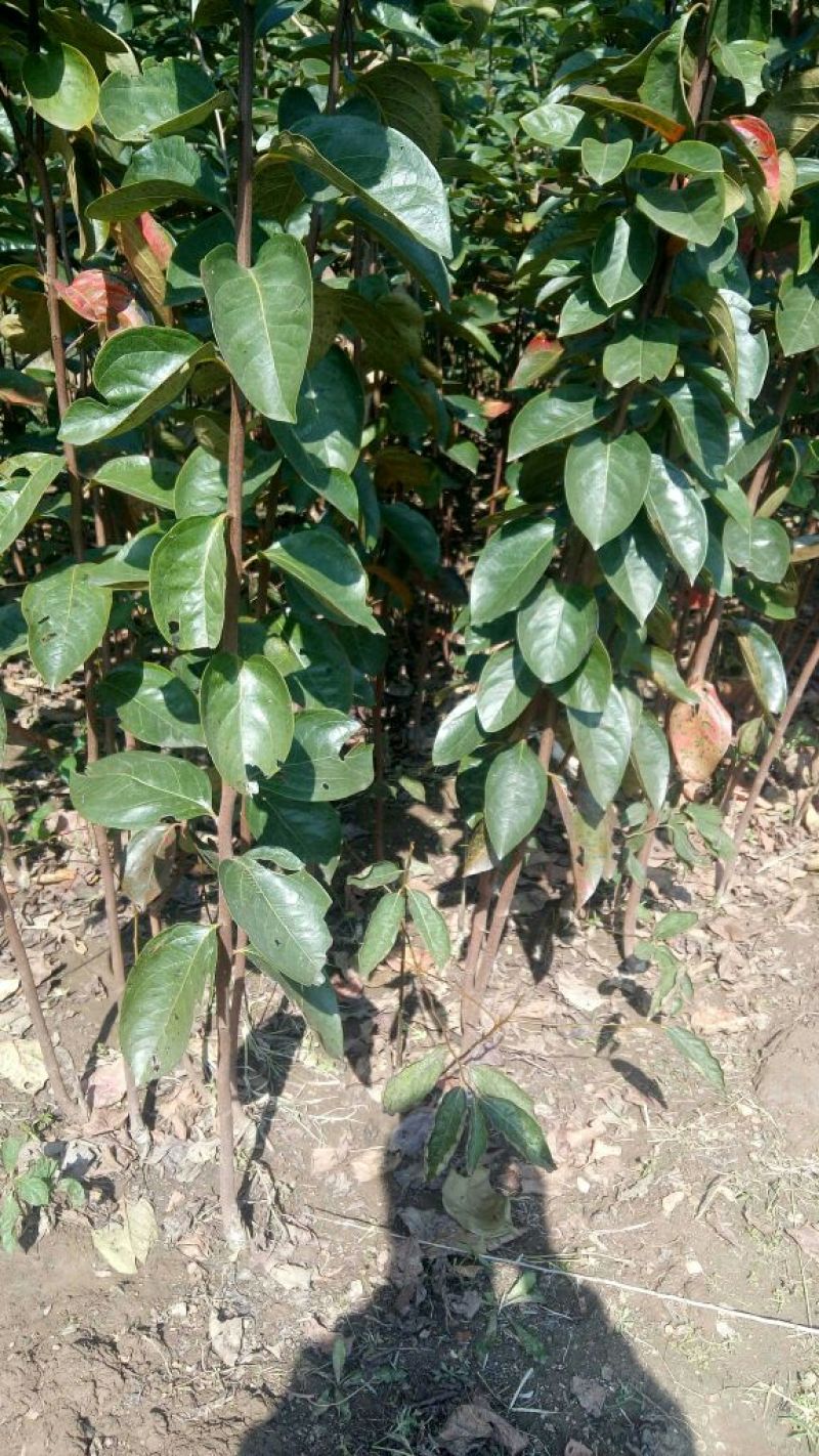 阳丰甜柿子树苗100~150cm包邮发货