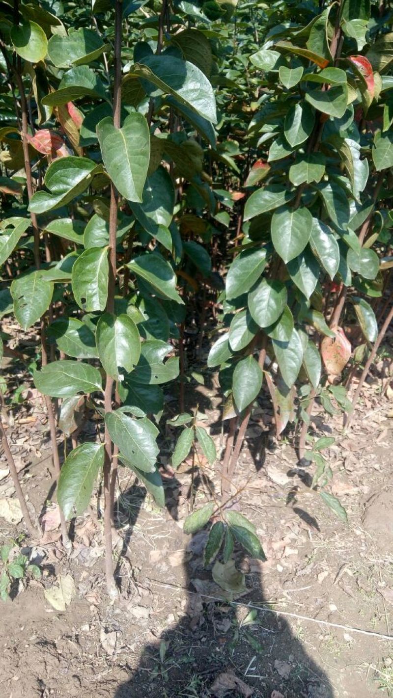 阳丰甜柿子树苗100~150cm包邮发货
