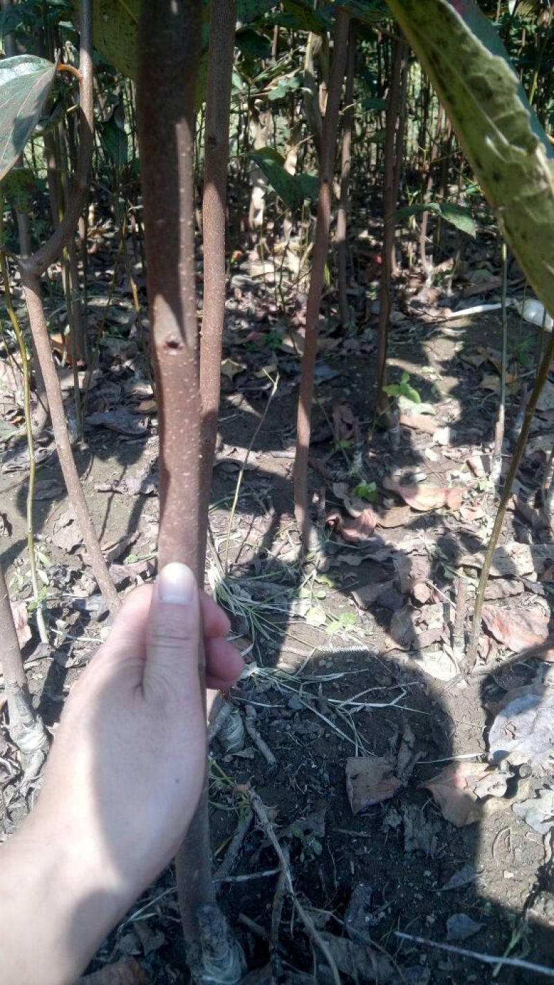 阳丰甜柿子树苗100~150cm包邮发货