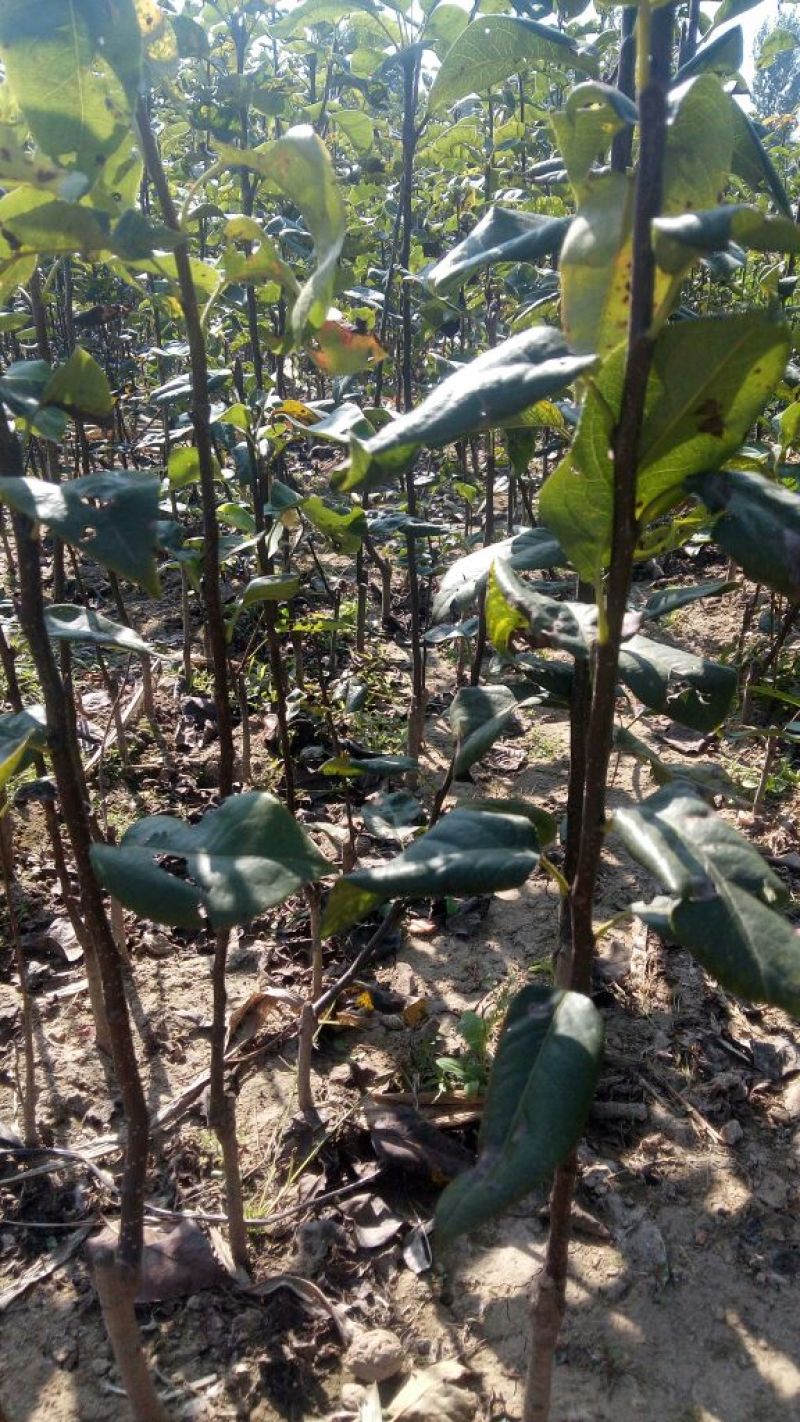 阳丰甜柿子树苗100~150cm包邮发货