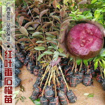 番石榴苗30~50cm