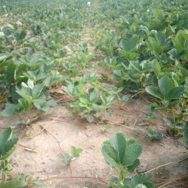 草莓苗基地,红颜,章姬,法兰地,四季草莓