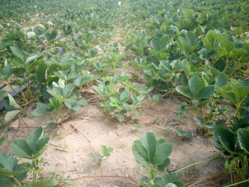 草莓苗基地，红颜，章姬，法兰地，四季草莓
