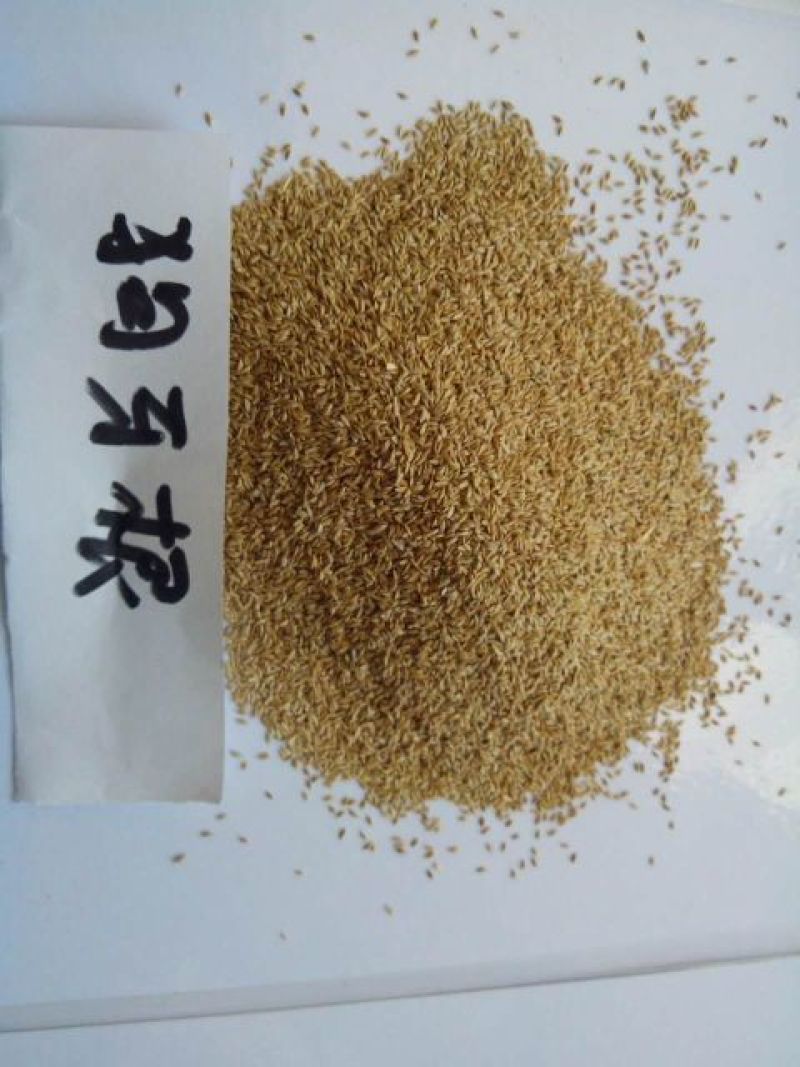 狗牙根种子货到付款免费发票