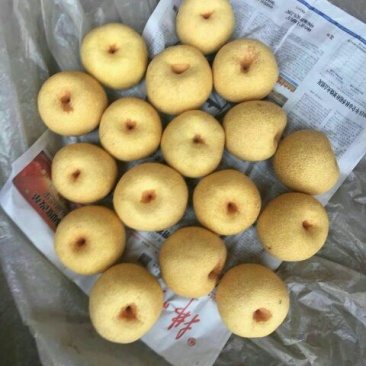 砀山梨纸箱250~300g