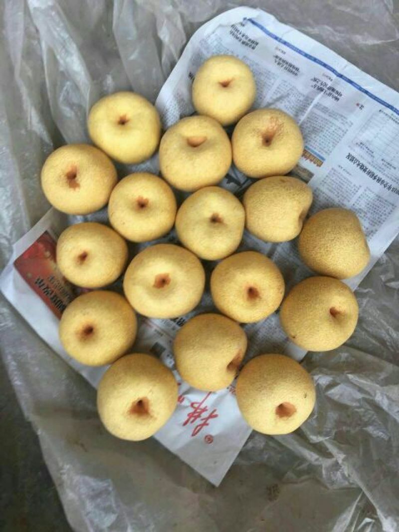 砀山梨纸箱250~300g