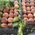 陆地红不软山西临猗个头大硬度好