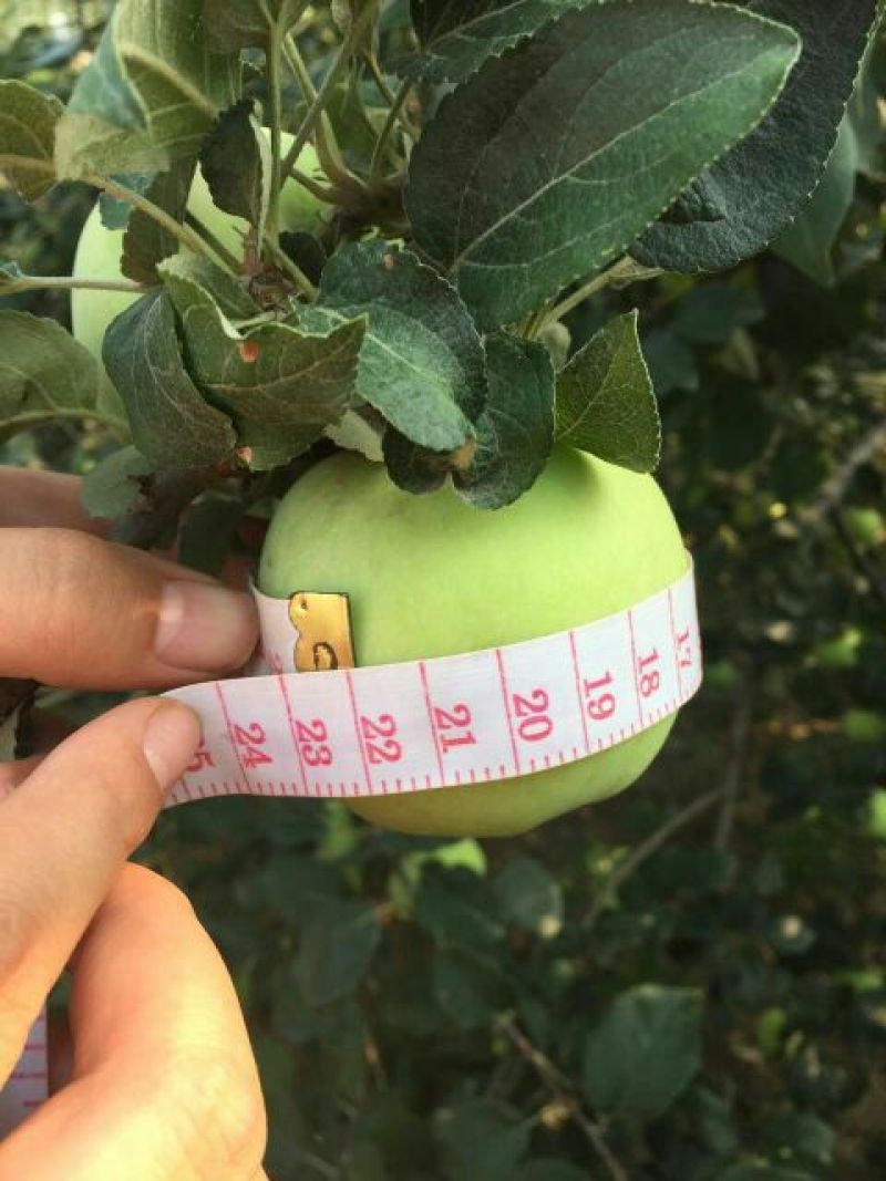 藤牧1号苹果光果