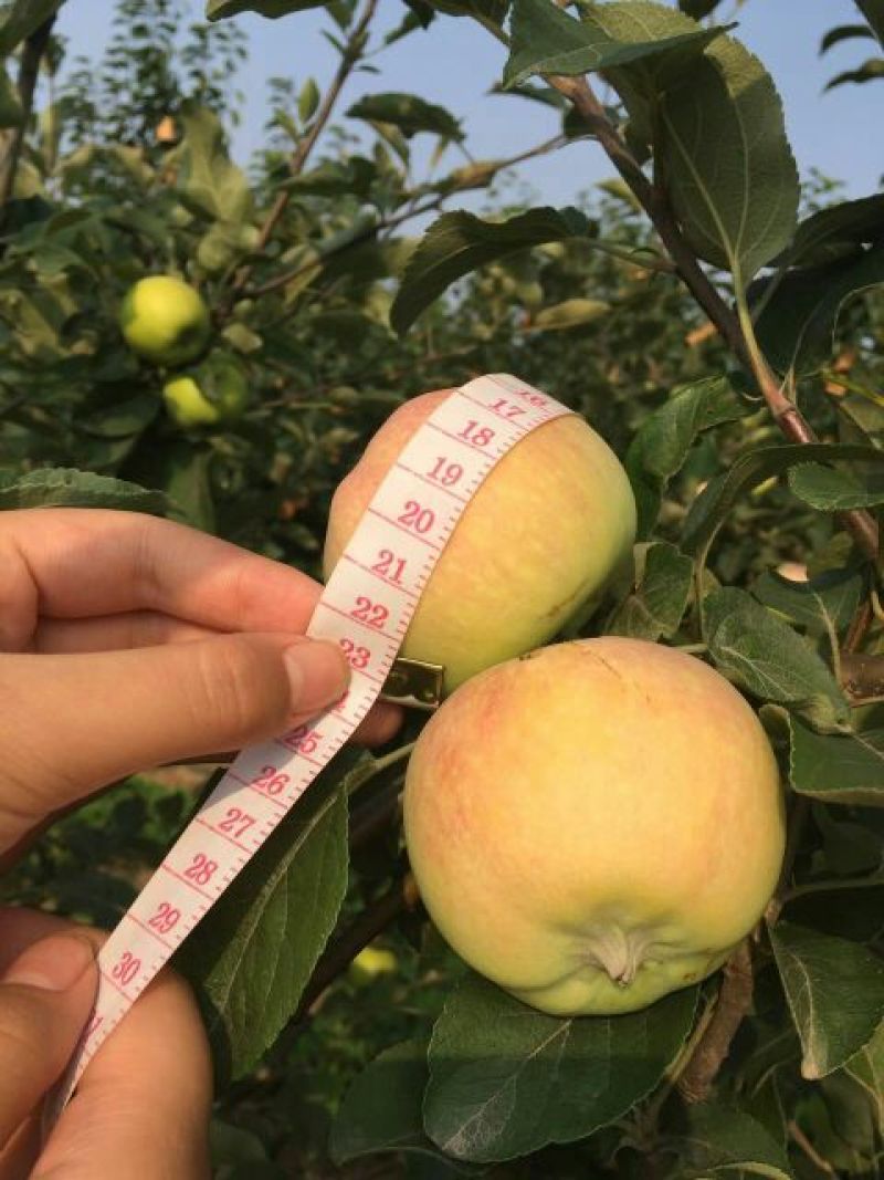 藤牧1号苹果光果