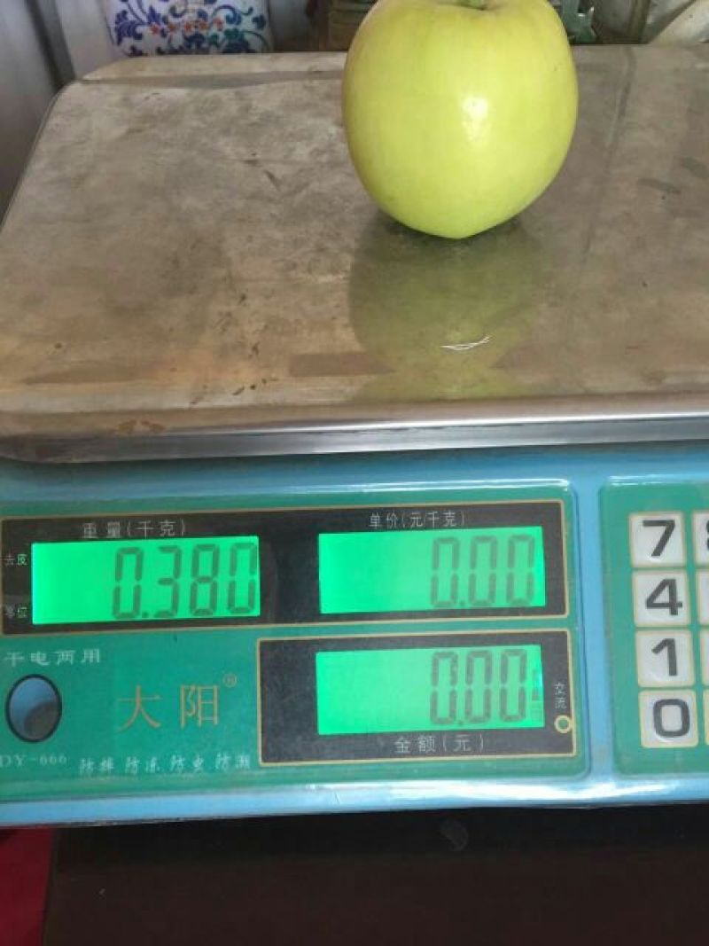 藤牧1号苹果光果