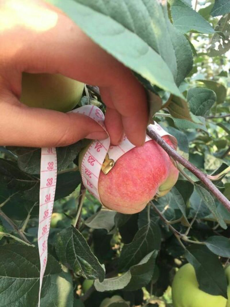 藤牧1号苹果光果