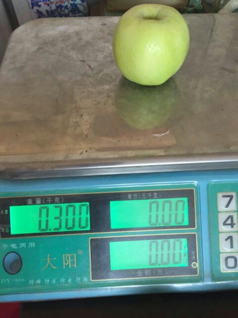 藤牧1号苹果光果