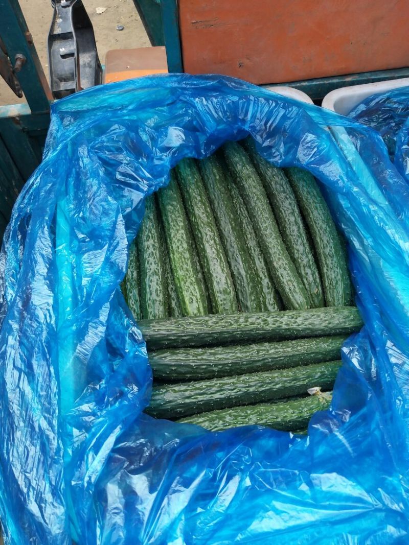 津美8-225公分以上干花带刺