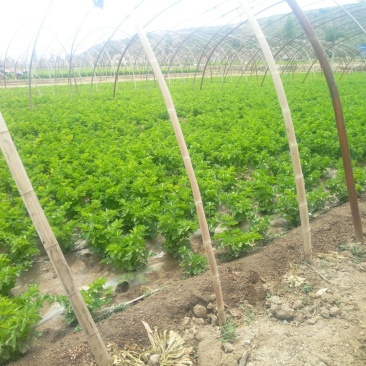 毛芹55cm以上大量上市产地直供一手货源对接市场商超