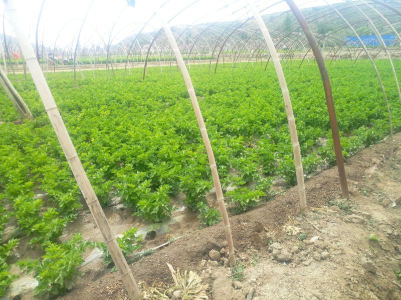 毛芹55cm以上大量上市产地直供一手货源对接市场商超