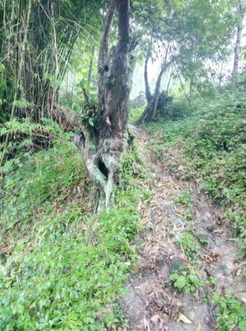 罗汉松树桩35cm以上