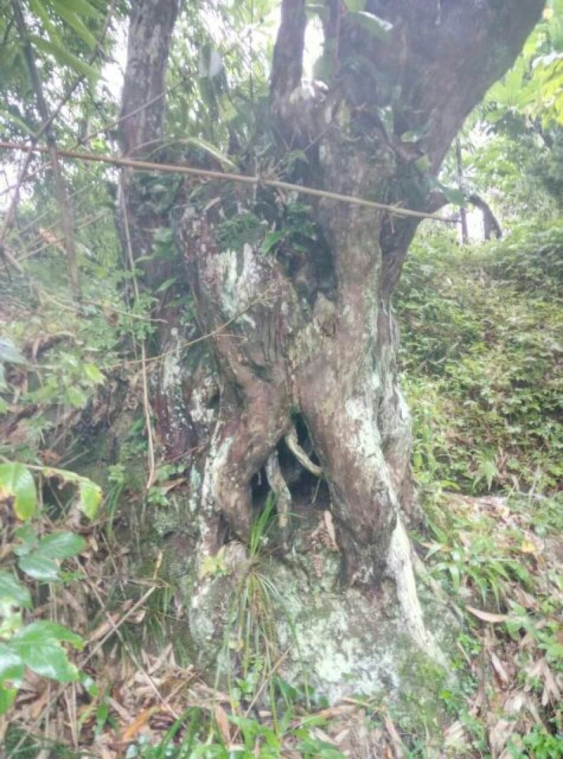 罗汉松树桩35cm以上
