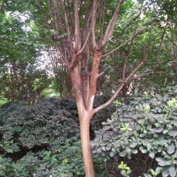 速生紫薇6~8cm2.5~3米2~3米