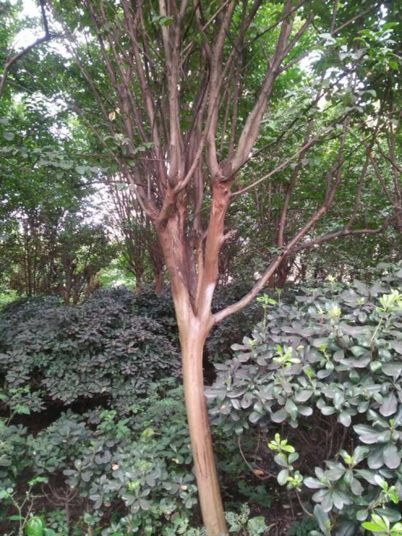 速生紫薇6~8cm2.5~3米2~3米