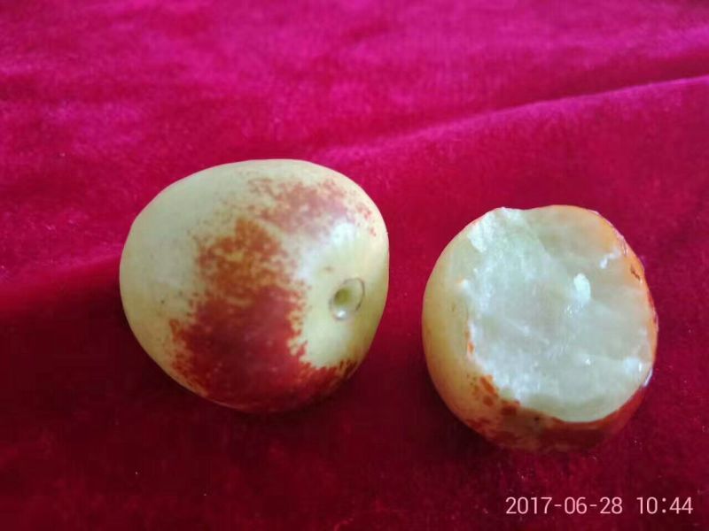 大荔冬枣大量上市大棚摇园，商品，，，，，，