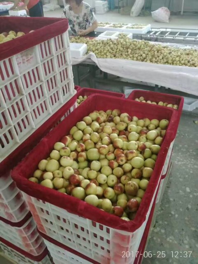大荔冬枣大量上市大棚摇园，商品，，，，，，