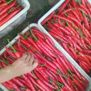 艳红辣椒10~15厘米红微辣