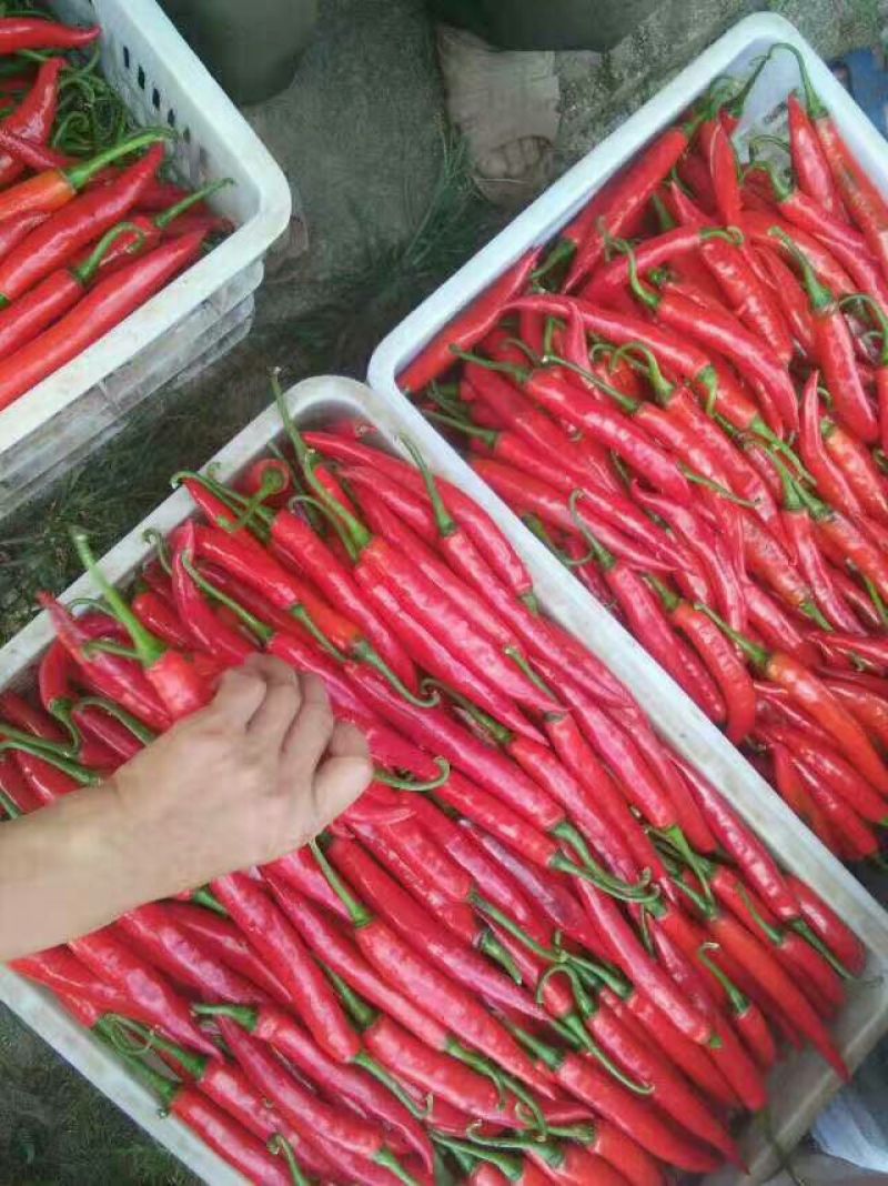 艳红辣椒10~15厘米红微辣