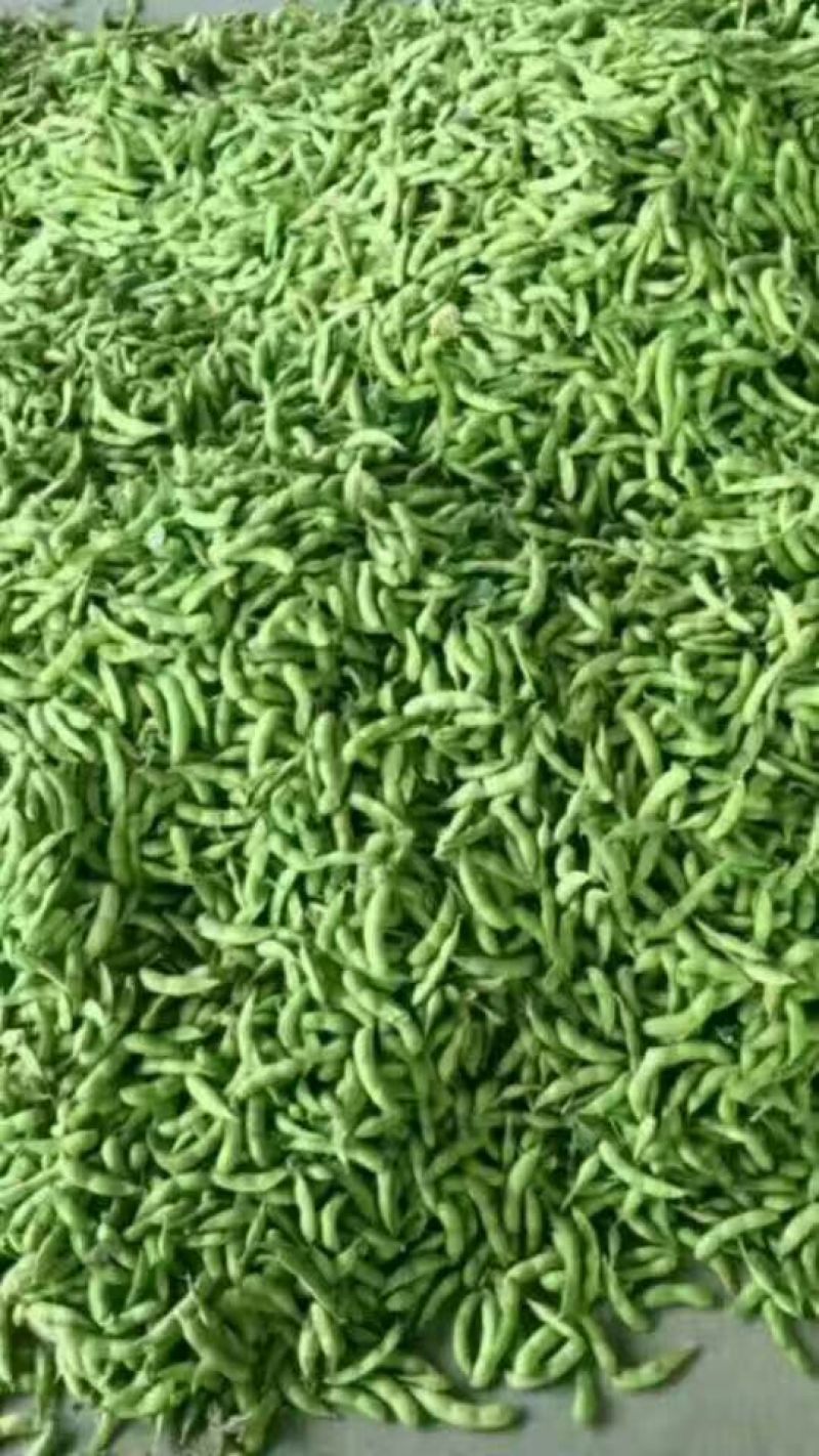 精品毛豆开心绿毛豆18~24克产地直销