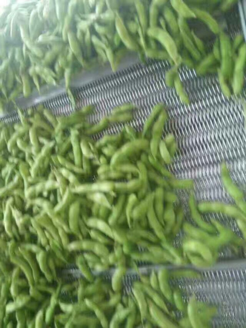 精品毛豆开心绿毛豆18~24克产地直销