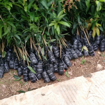 优质金煌，台农，贵妃芒果苗基地直发放心苗，品种保证？