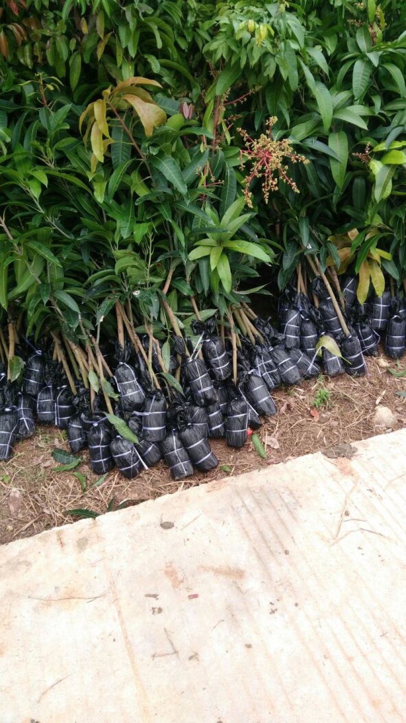 优质金煌，台农，贵妃芒果苗基地直发放心苗，品种保证？