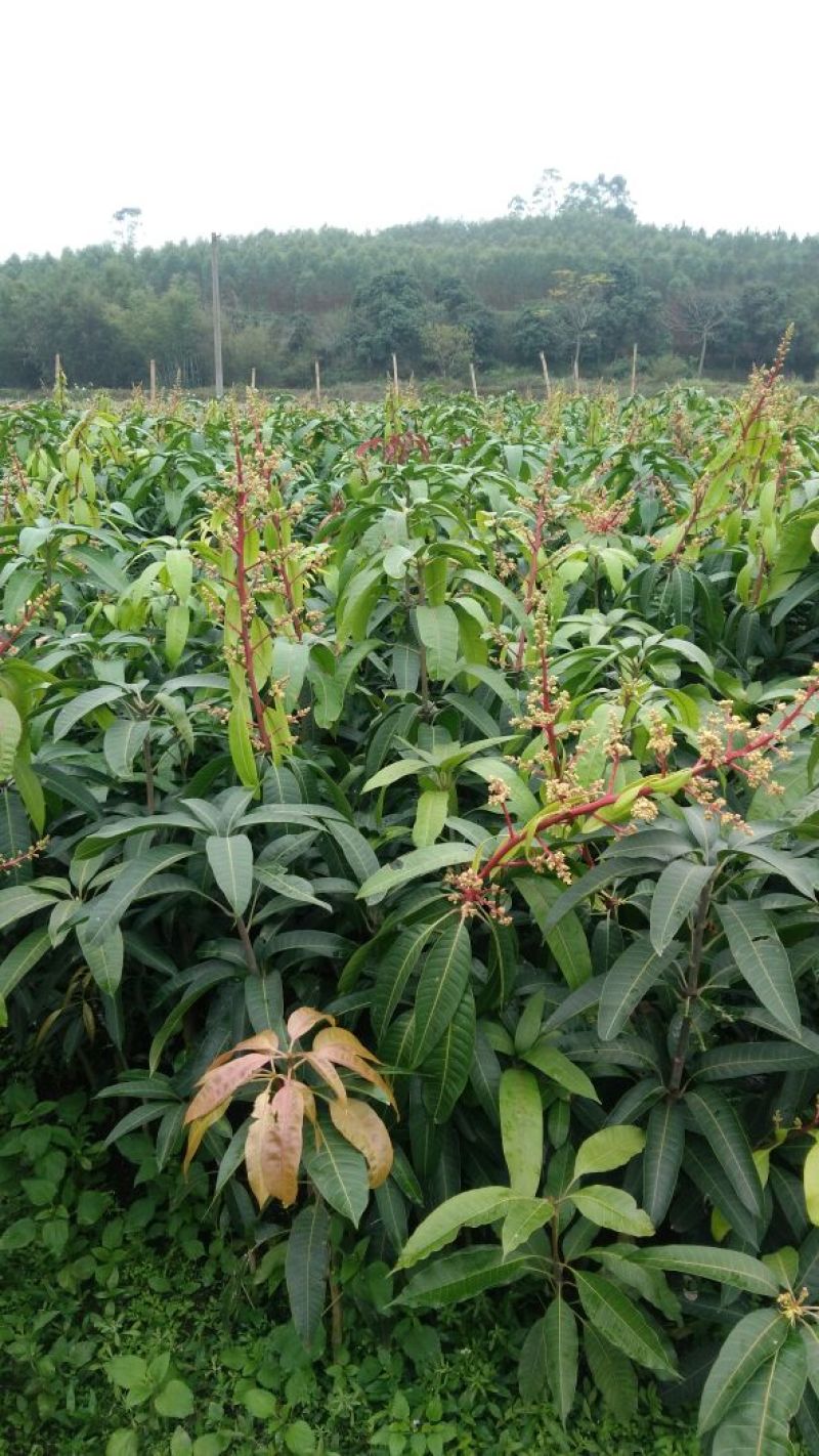 优质金煌，台农，贵妃芒果苗基地直发放心苗，品种保证？