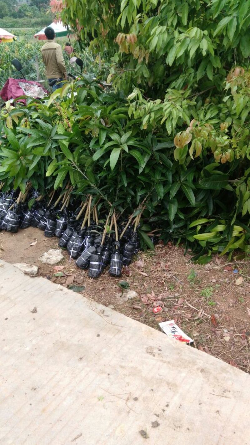 优质金煌，台农，贵妃芒果苗基地直发放心苗，品种保证？