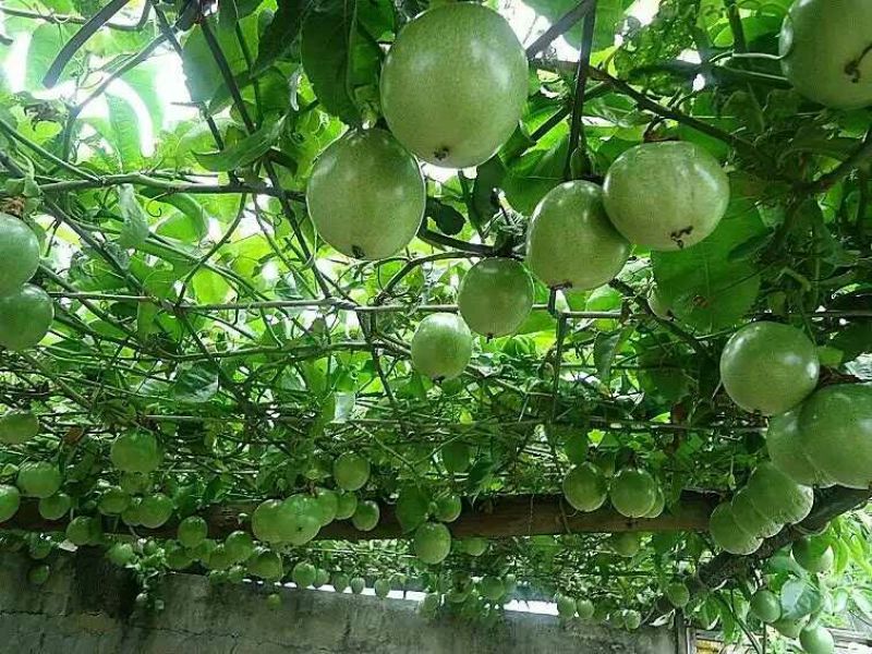 紫香1号百香果苗10cm以下