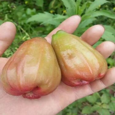 黑金刚莲雾苗
